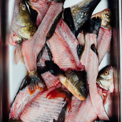 Blech mit Biofisch Karkassen für Eintöpfe und Fischsuppen