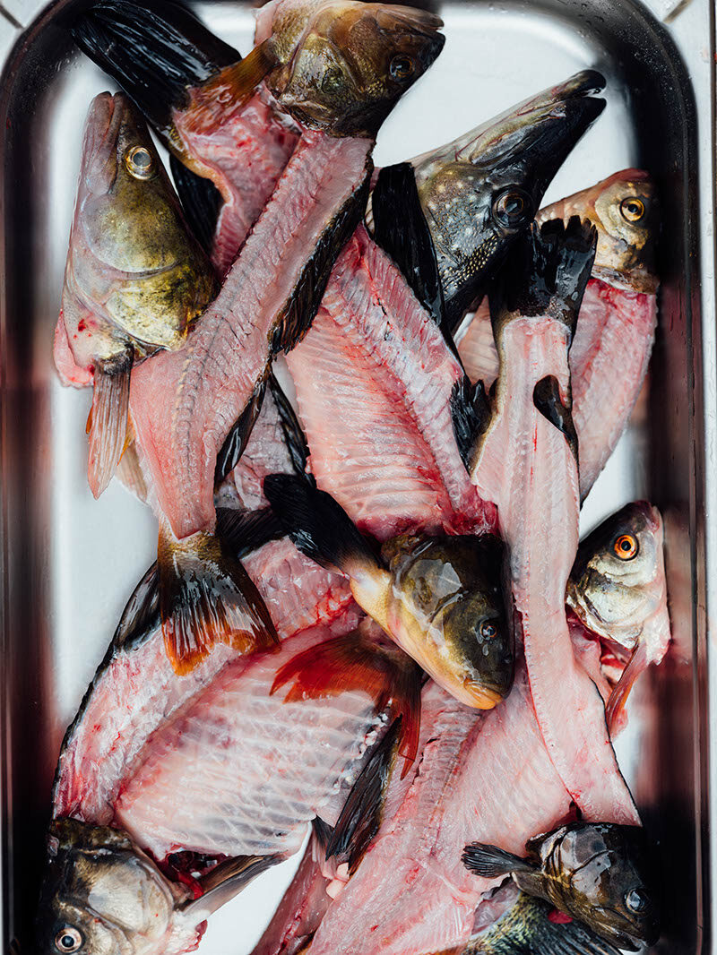 Blech mit Biofisch Karkassen für Eintöpfe und Fischsuppen